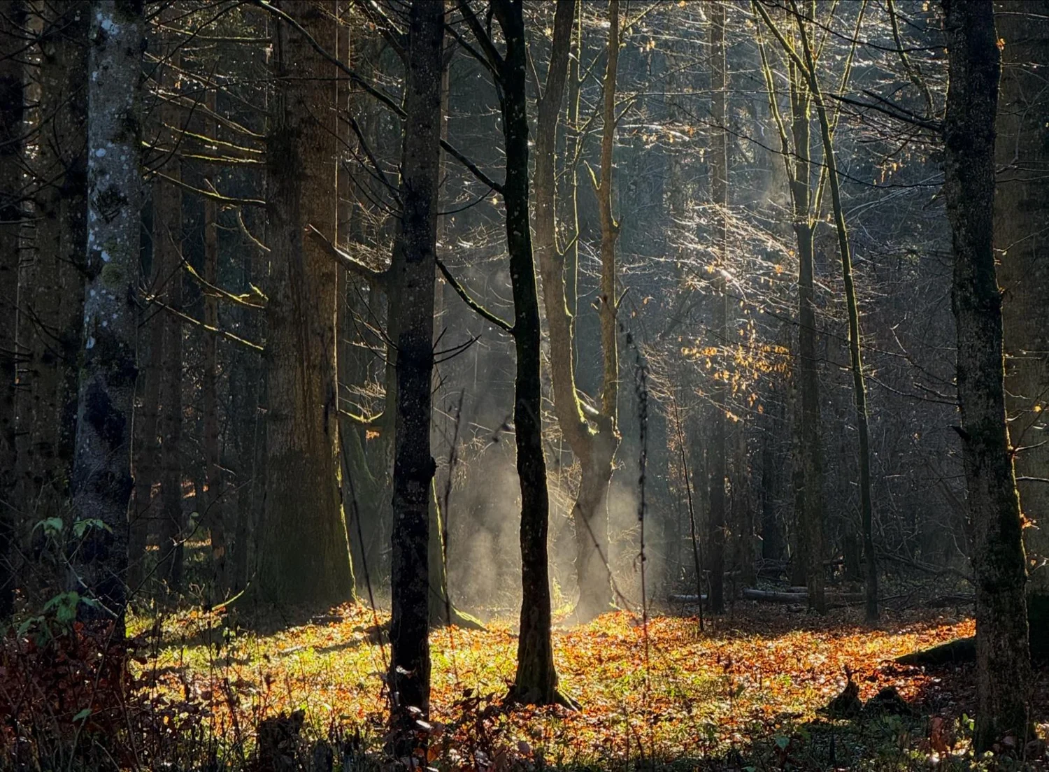 Sunlight spilling through woodland trees