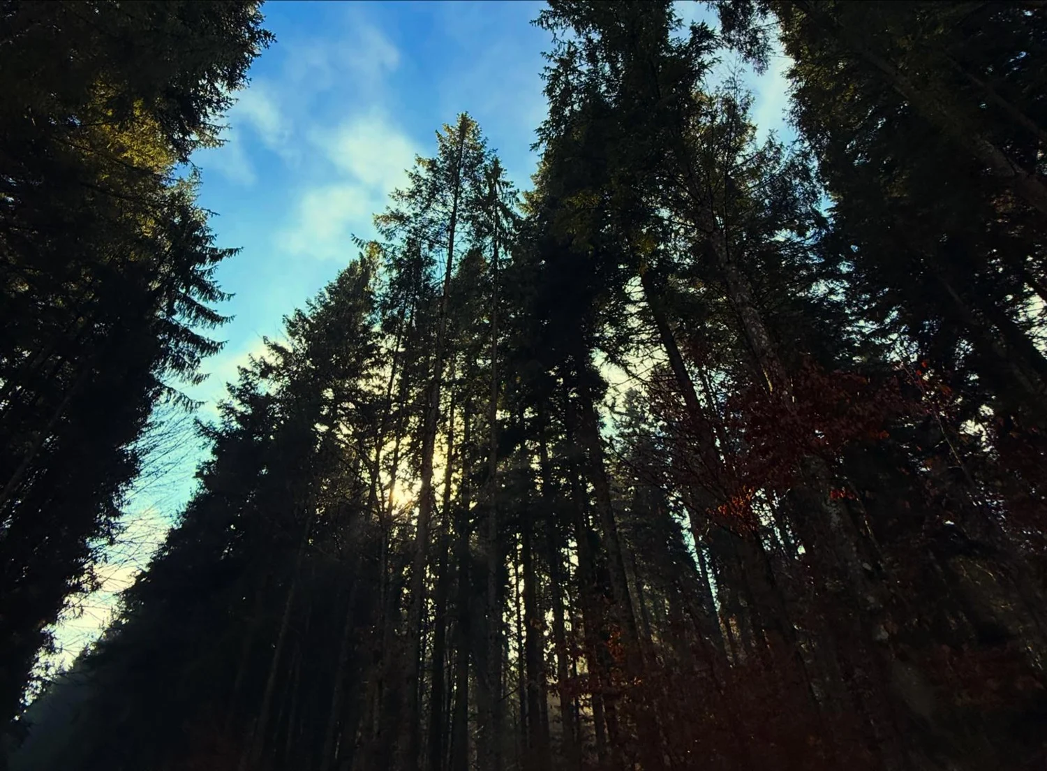 Treetops against a blue sky