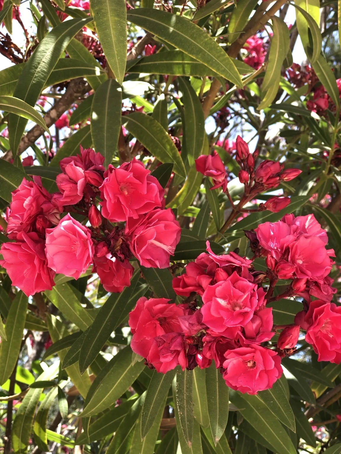 Pink flowers in the sunlight