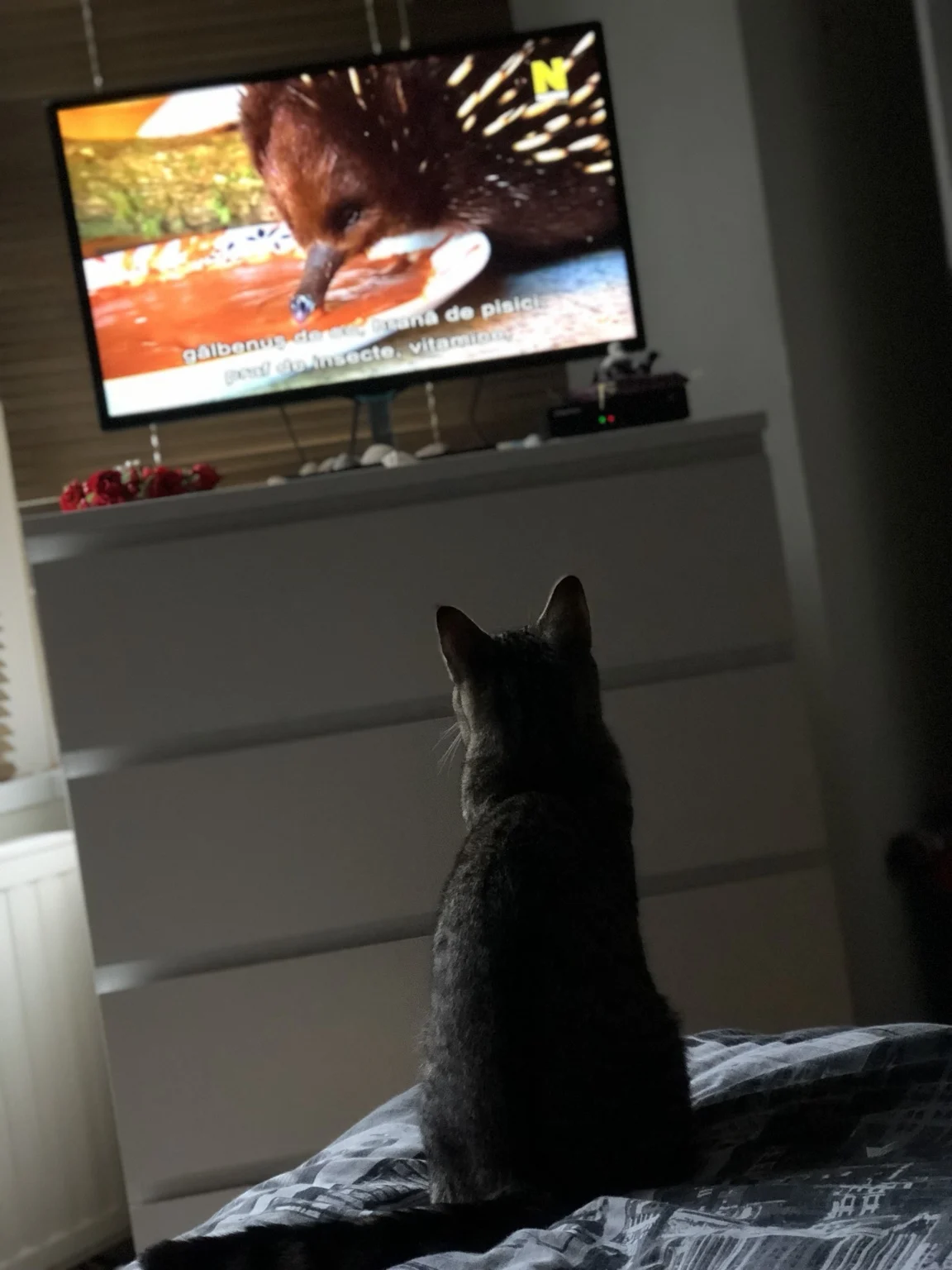 A curious cat