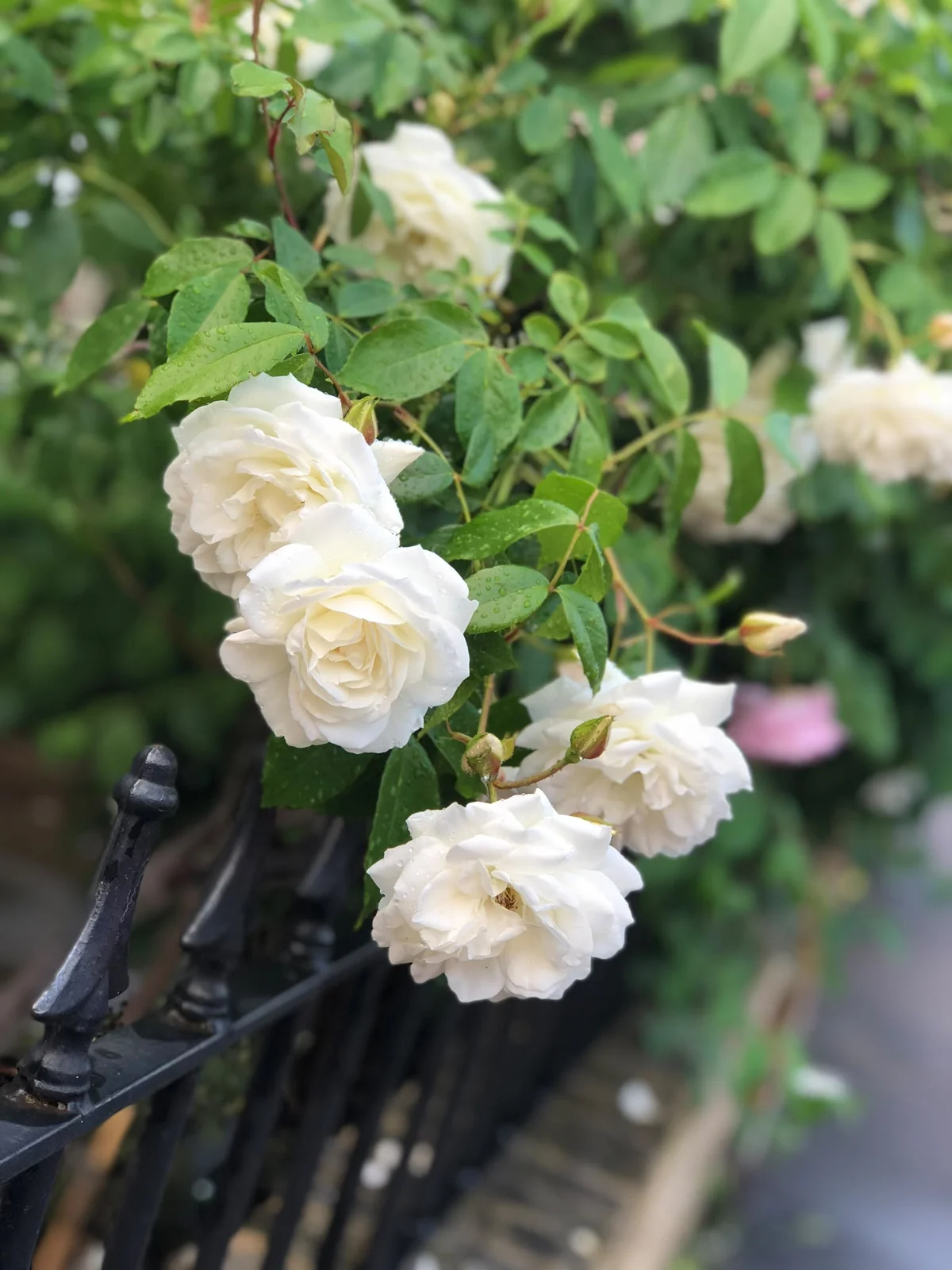 White roses after the rain