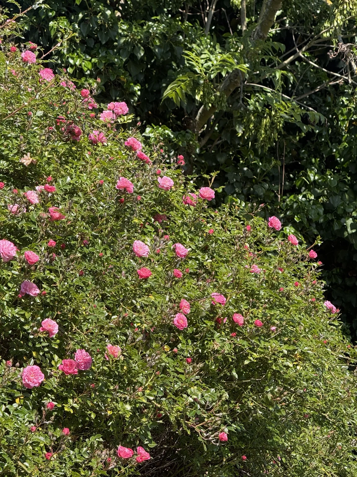 Pink roses in the sunlight