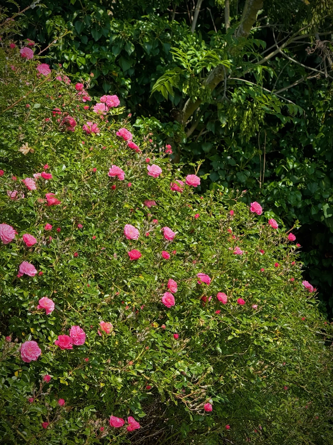 Another view of the pink roses