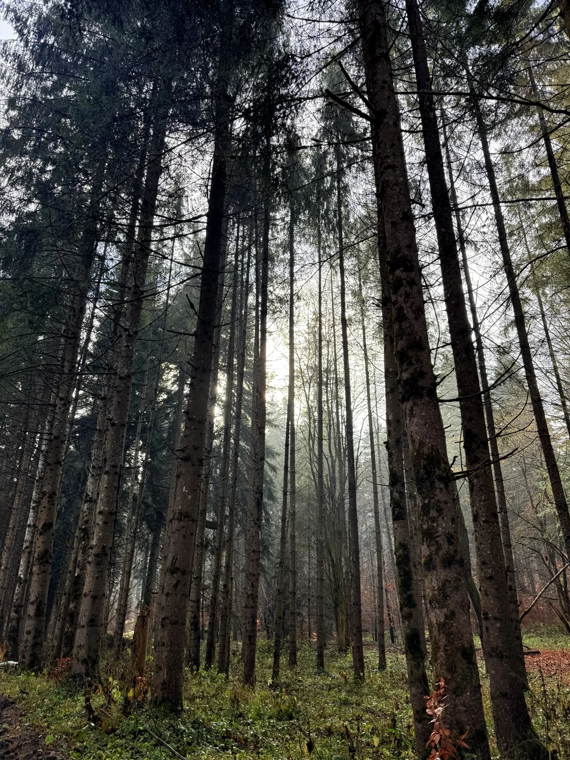 Sunlight between slender trunks