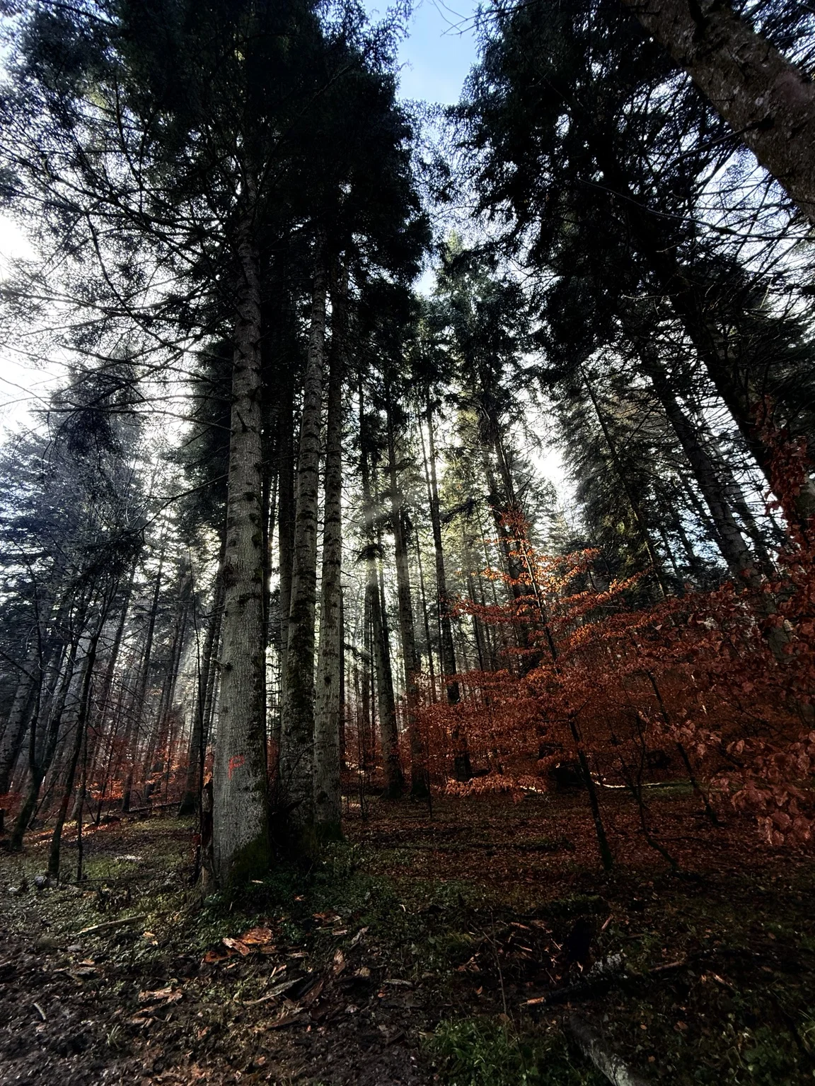 Light and autumn leaves in the forest
