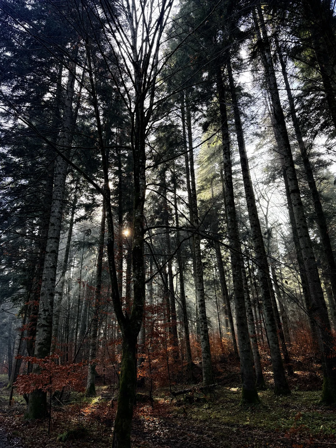 Layers of woodland light
