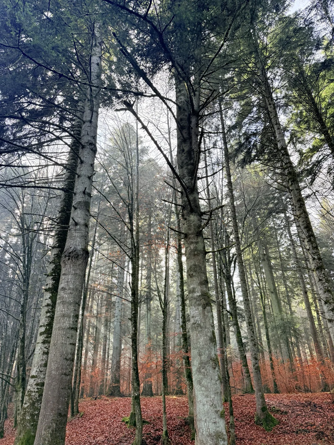 Pale trunks above an autumn carpet