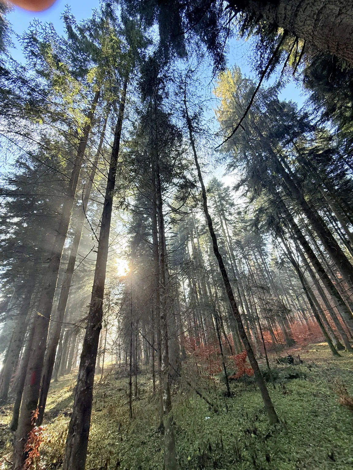 Looking up into the forest