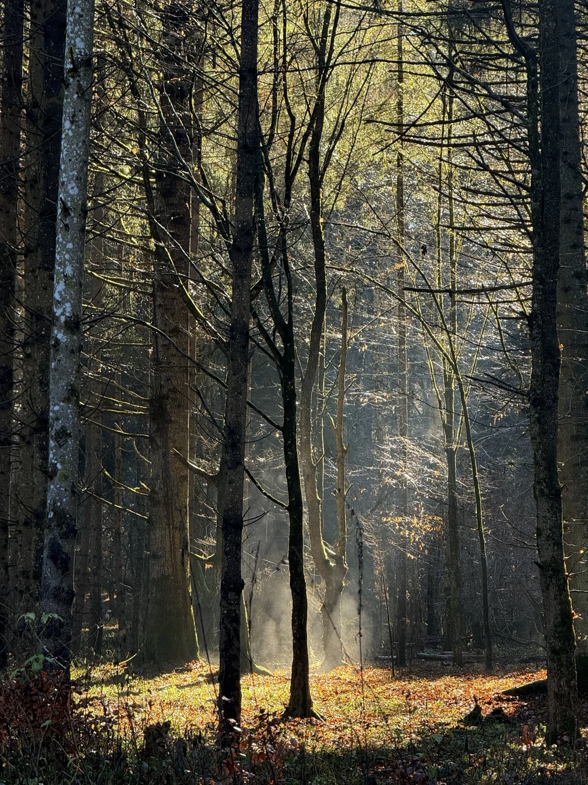 Golden light on fallen leaves