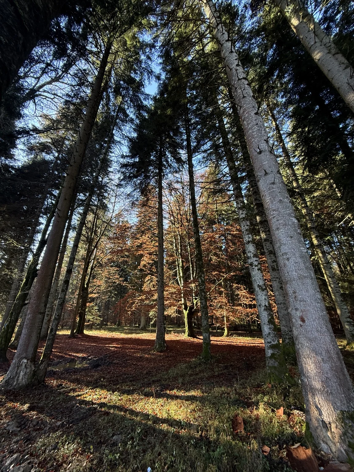 Light and autumn leaves in the forest
